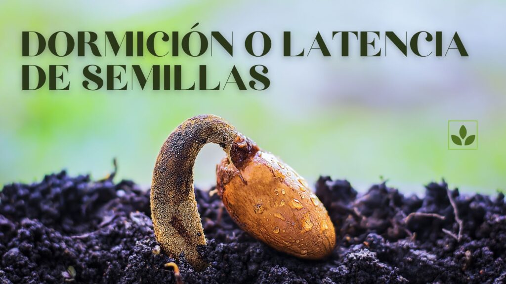 dormición semillas