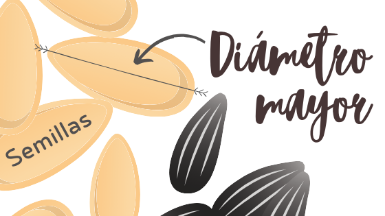 diámetro semilla