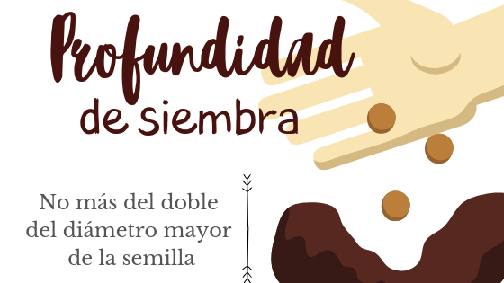 Profundidad de siembra