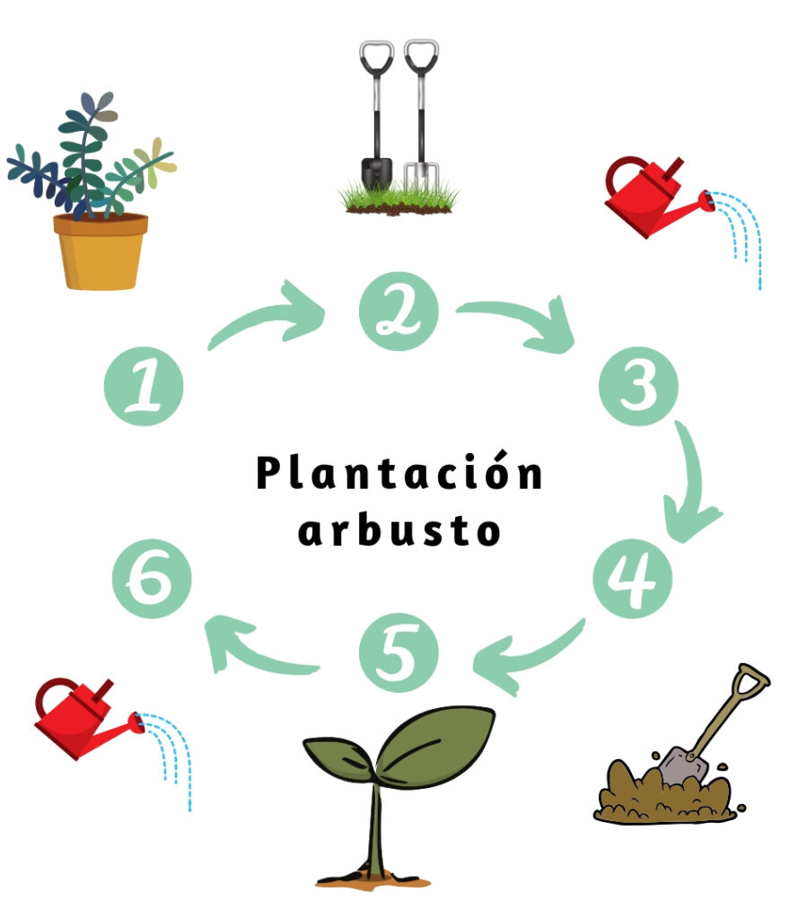 plantación arbusto