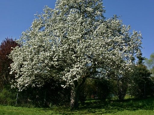 árbol frutal